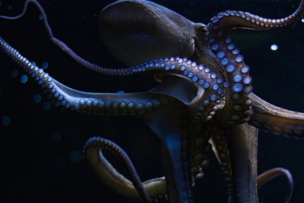 Kraken ссылка на сайт тор